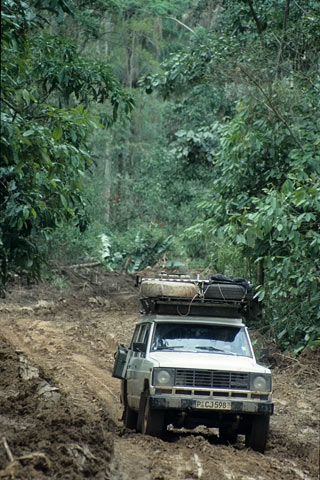 http://www.transafrika.org/media/Bilder Guinea/regenwald-piste.jpg